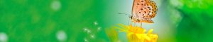 lakeside financial contact header
