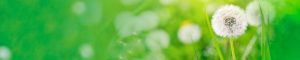 lakeside financial strip lending